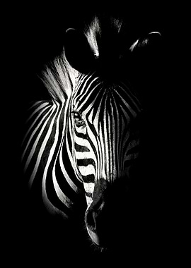 Zebra Head Close Up