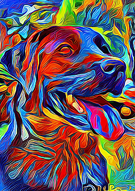 Labrador Colorful