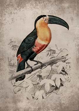 Vintage Toucan Art Print