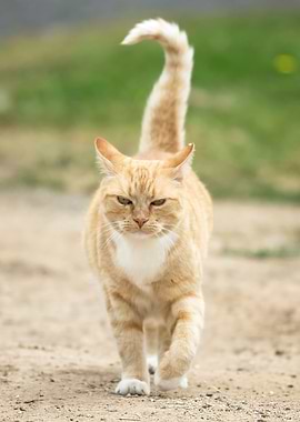 Ginger Cat Walking