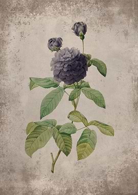 Vintage Black Rose Art