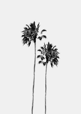 Black White Palm Duo 1