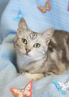 Kitten and Butterflies