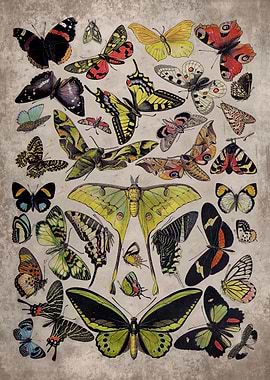 Vintage Butterfly Print