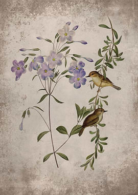 Sericornis and Phlox