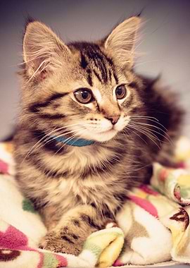 Tabby Kitten