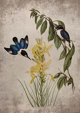 Macleay Halcyon Asphodel