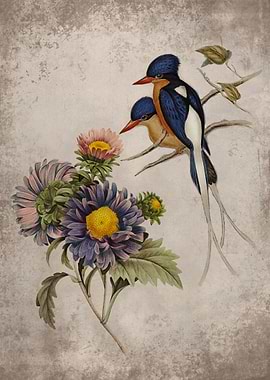 Tanysiptera China Aster