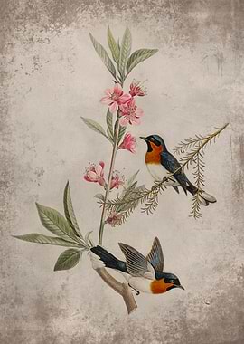 White bellied flycatcher