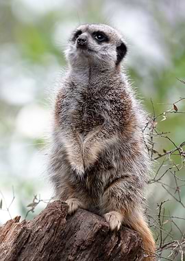 Meerkat