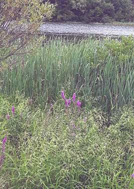 Riverside cattails