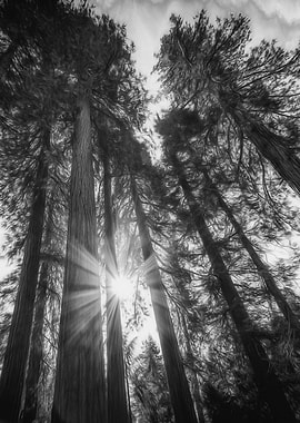 Through The Trees B and W