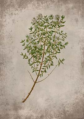 Thyme herb