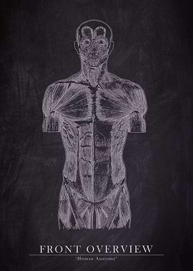 Front Overview Muscle