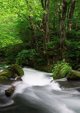 Spring green Oirase Creek