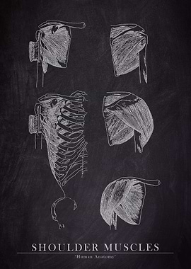 Shoulder Muscle Anatomy