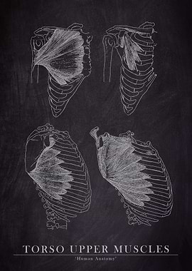Torso Upper Muscle Anatomy