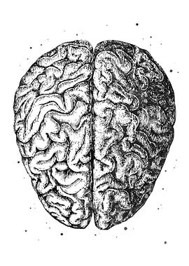 Brain Human
