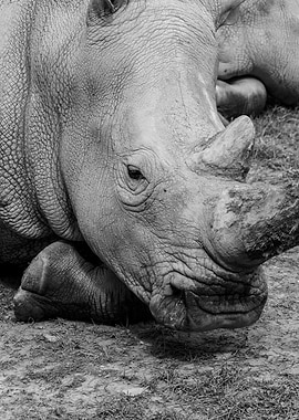Portrait of a Rhino