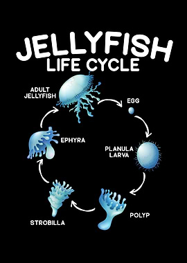 Jellyfish Life Cycle