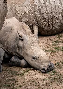 Baby Rhino