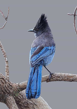 Stellers jay