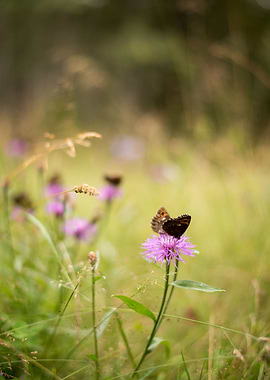 Butterfly on Purple Flower