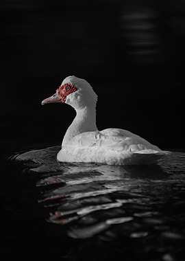 Muscovy Duck Red Face