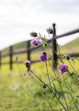 Bumblebee on Thistle