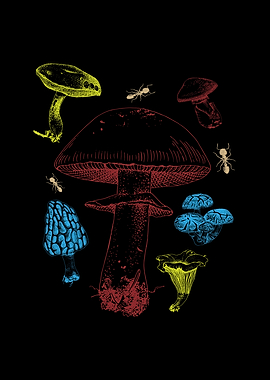 Types Of Mushrooms