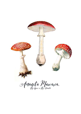 Amanita Muscaria