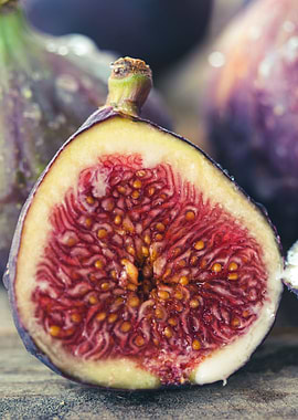 Fig