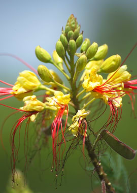 Yellow Bird of Paradise