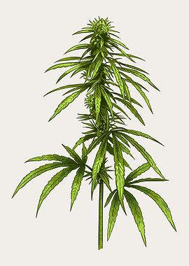 Cannabis Plant Weed THC