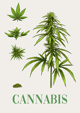 Cannabis Plant THC Weed