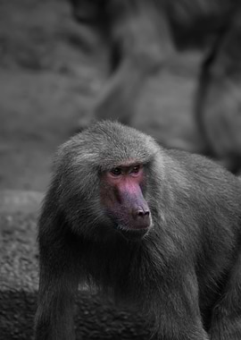 A Red Faced Baboon