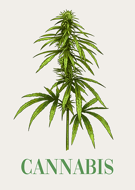 Cannabis Plant Marijuana