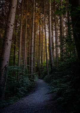 Shining through the Forest