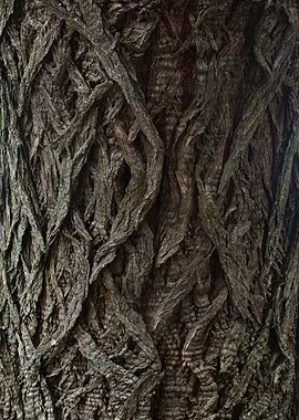 Nice bark texture