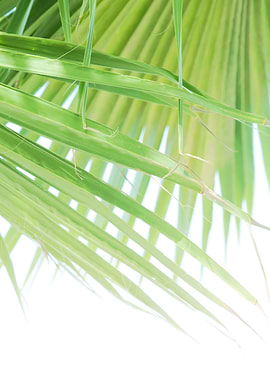Fan Palm Leaves Dream 1