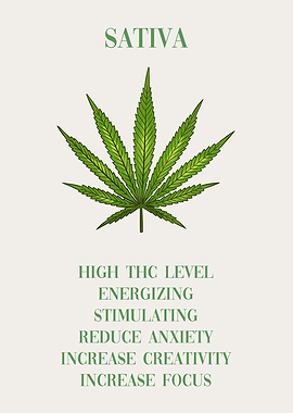 Cannabis Sativa Marijuana