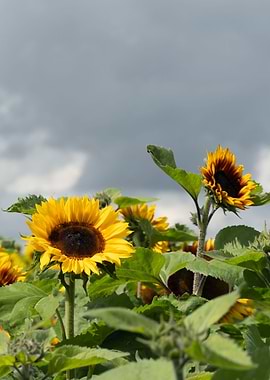 Sunflower Field