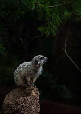 Meerkat Perched Gazing Up