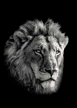 Lion Male Face Close Up