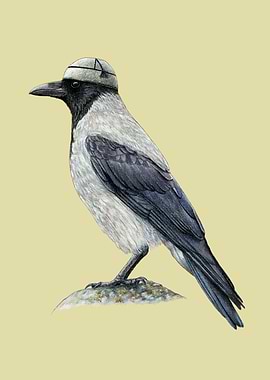 Hooded crow