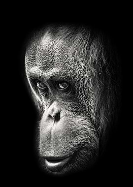 Orangutan Art Portrait