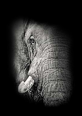African Elephant Close Up