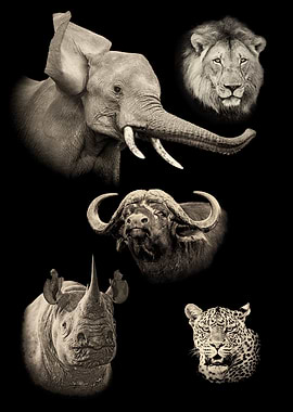 Africas Big 5 Portraits