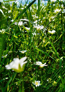 greengrassnflowers