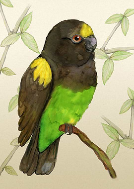 Meyers parrot watercolor